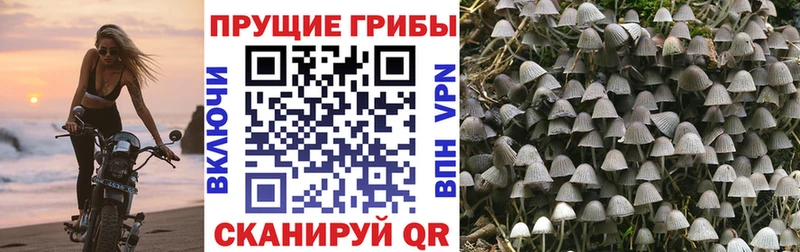 Псилоцибиновые грибы Psilocybine cubensis  hydra tor  Ладушкин 